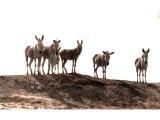 Wild asses or Onagers `who snuffed up the wind` in the vain hope of moisture in the air during a time of severe drought. An early photograph.